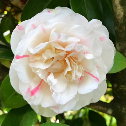 Camellia Strawberry Blonde x 1 Plant Cottage Garden Pink White Fragrant Double Flowers Flowering Shrubs Shade Screening Pot japonica